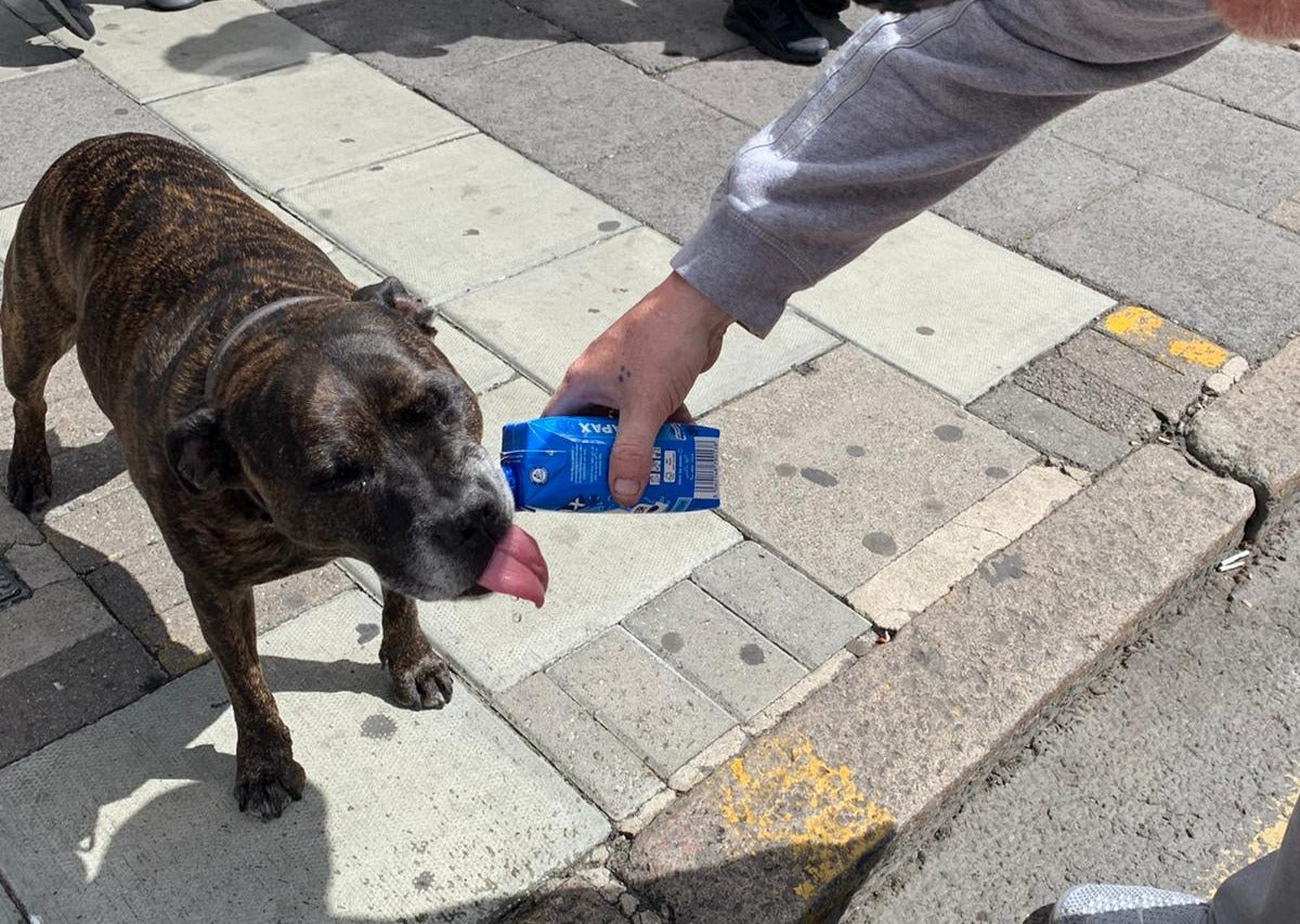 Water donated to StreetVet, a charity giving free veterinary care for pets of people without a homeless