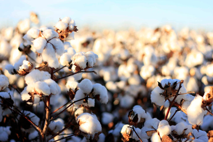 The Benefits of Organic Cotton