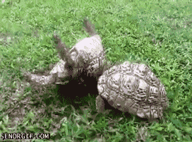 The benefits of helping others - helping turtles